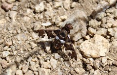 Exoprosopa caliptera