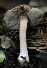 Inocybe asterospora