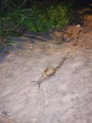 Cornu aspersum