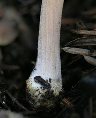 Inocybe asterospora