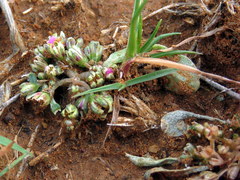 Gisekia pharnaceoides