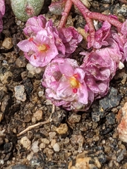 Calyptridium pulchellum