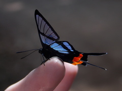 Chorinea heliconides