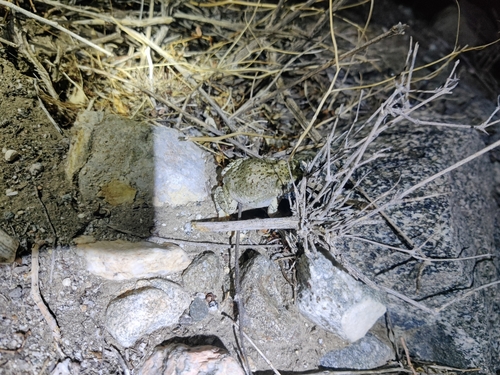 iNaturalist observation photo of Red-spotted Toad