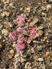 Calyptridium pulchellum