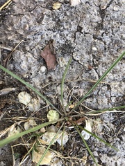 Forelius pruinosus