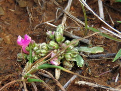 Gisekia pharnaceoides
