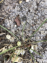 Forelius pruinosus