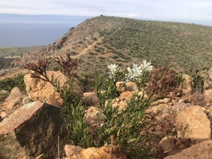 Crocanthemum greenei