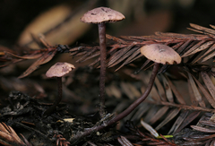 Pseudobaeospora deckeri