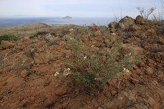 Acmispon grandiflorus grandiflorus