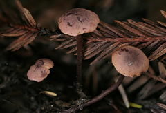 Pseudobaeospora deckeri