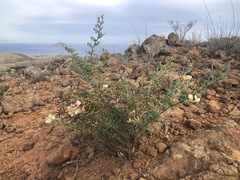 Acmispon grandiflorus grandiflorus