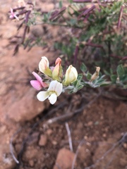 Acmispon grandiflorus grandiflorus