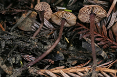 Pseudobaeospora deckeri