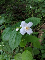 Philadelphus coronarius