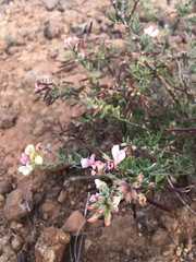 Acmispon grandiflorus grandiflorus