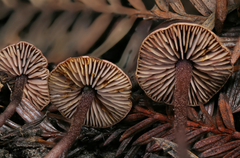 Pseudobaeospora deckeri