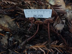 Pseudobaeospora deckeri