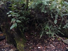 Pseudobaeospora deckeri