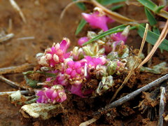 Gisekia pharnaceoides