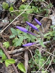 Phlox stolonifera