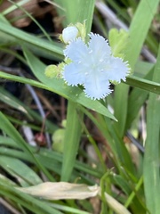 Phacelia fimbriata