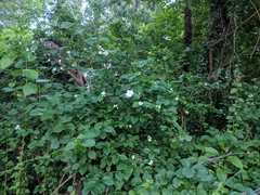 Philadelphus coronarius