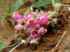 Gisekia pharnaceoides