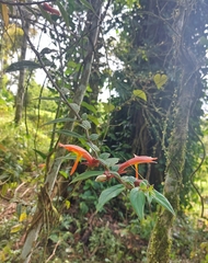 Columnea hirta