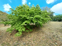 Libidibia monosperma