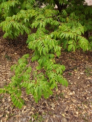 Libidibia monosperma