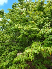 Libidibia monosperma