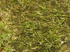 Isopterygiopsis muelleriana