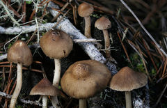 Inocybe volvata