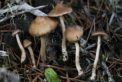 Inocybe volvata