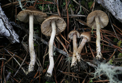 Inocybe volvata