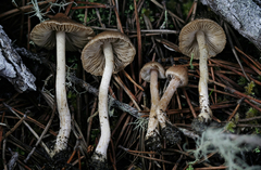 Inocybe volvata