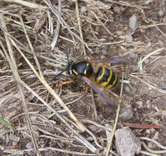 Dolichovespula norwegica