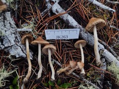 Inocybe volvata