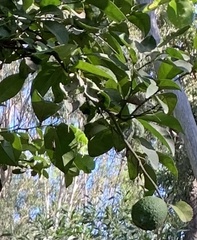 Citrus × taitensis