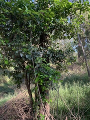 Citrus × taitensis