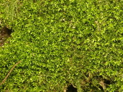 Plagiothecium cavifolium