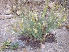 Astragalus lonchocarpus