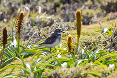 Charadrius bicinctus exilis