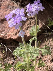 Glandularia latilobata