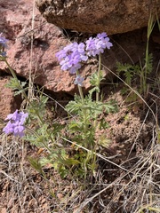 Glandularia latilobata