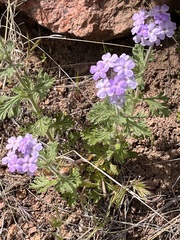 Glandularia latilobata