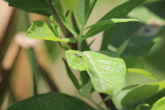 Pemphredonina