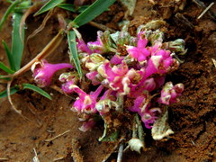 Gisekia pharnaceoides